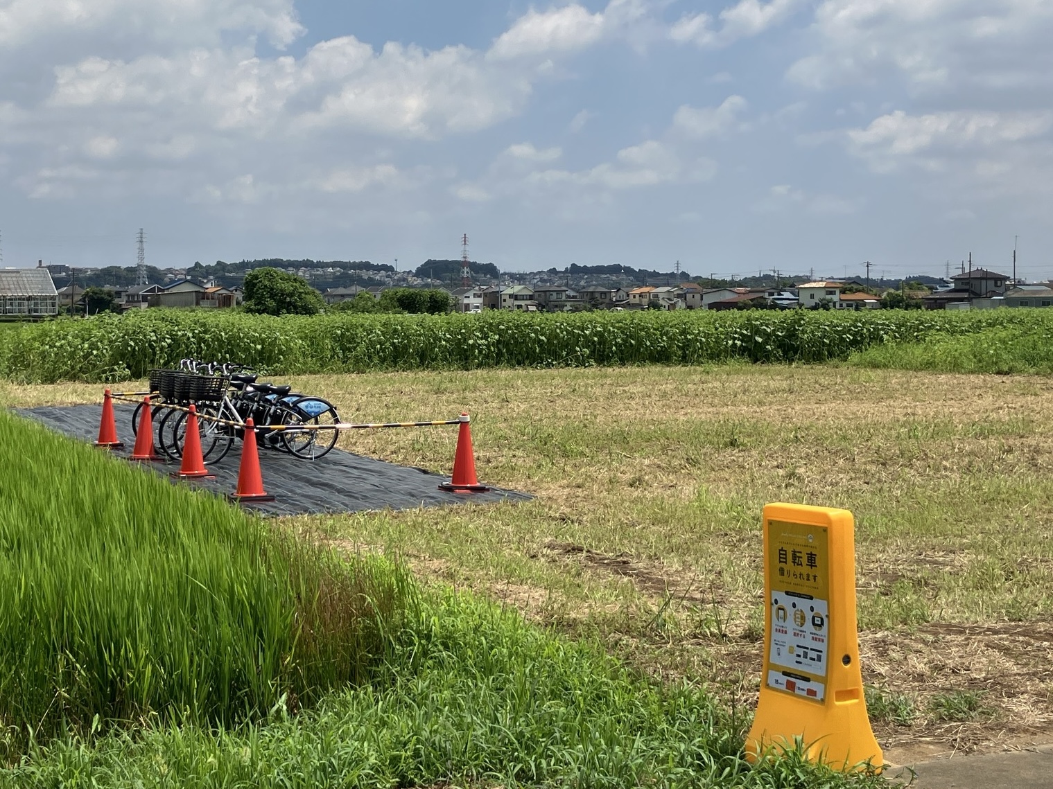 【臨時】ひまわりまつり　座間会場